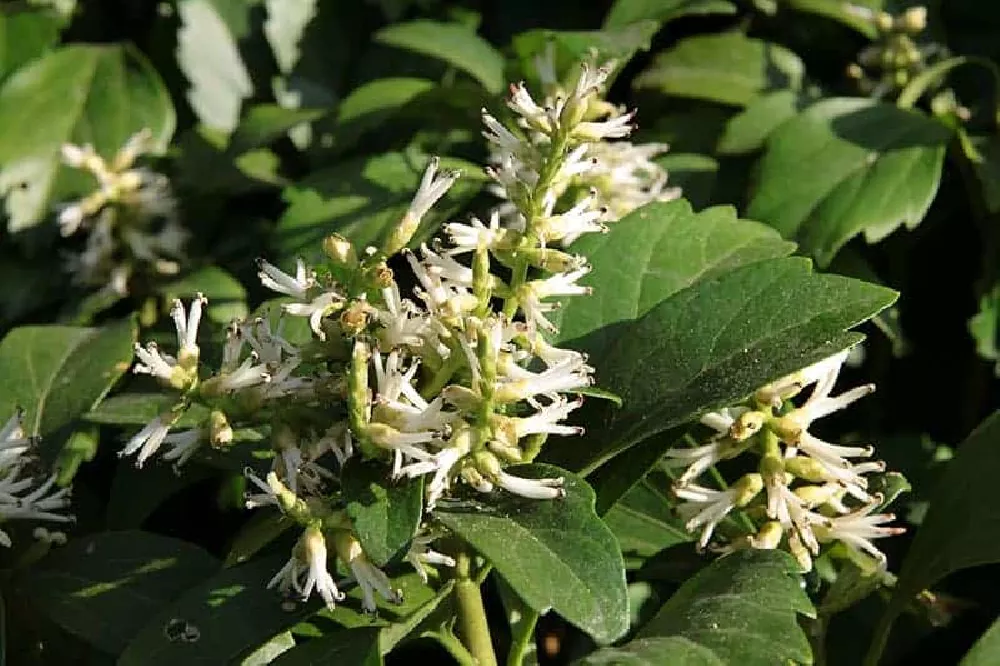 Pachsandra flowering