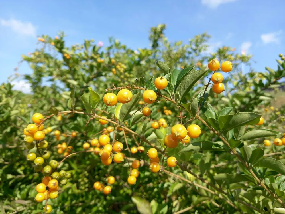 Page Mandarin Tree