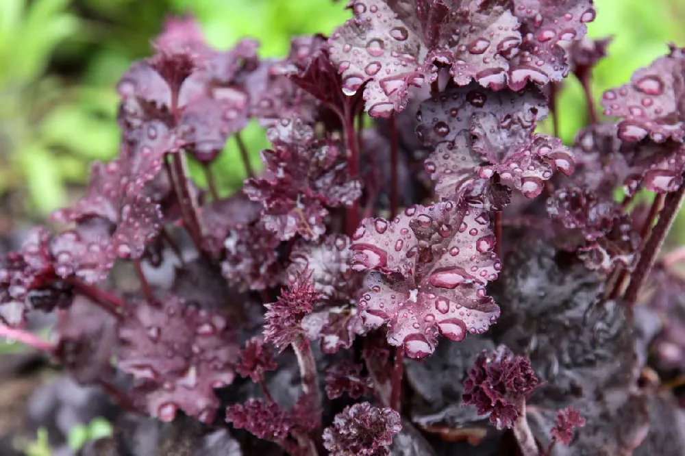 Palace Purple Heuchera