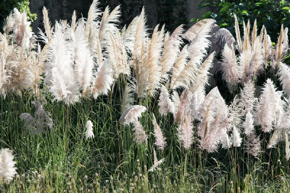 Pampas Grass