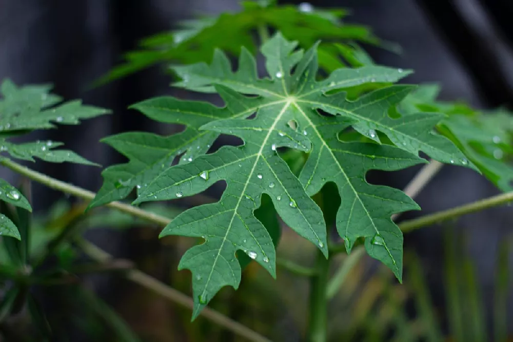 papaya