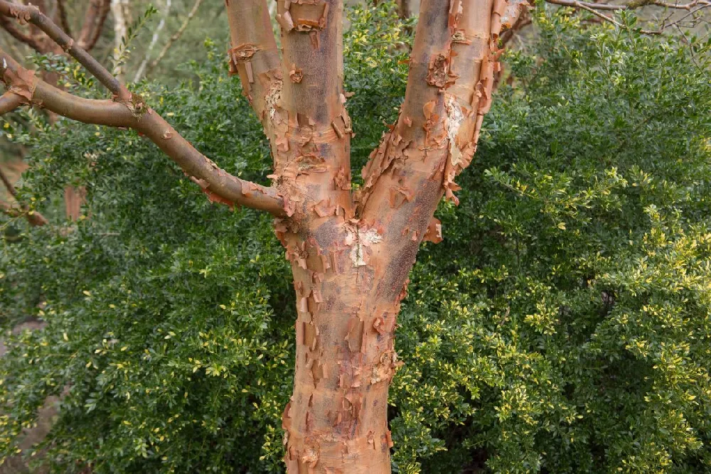 Paperbark Maple