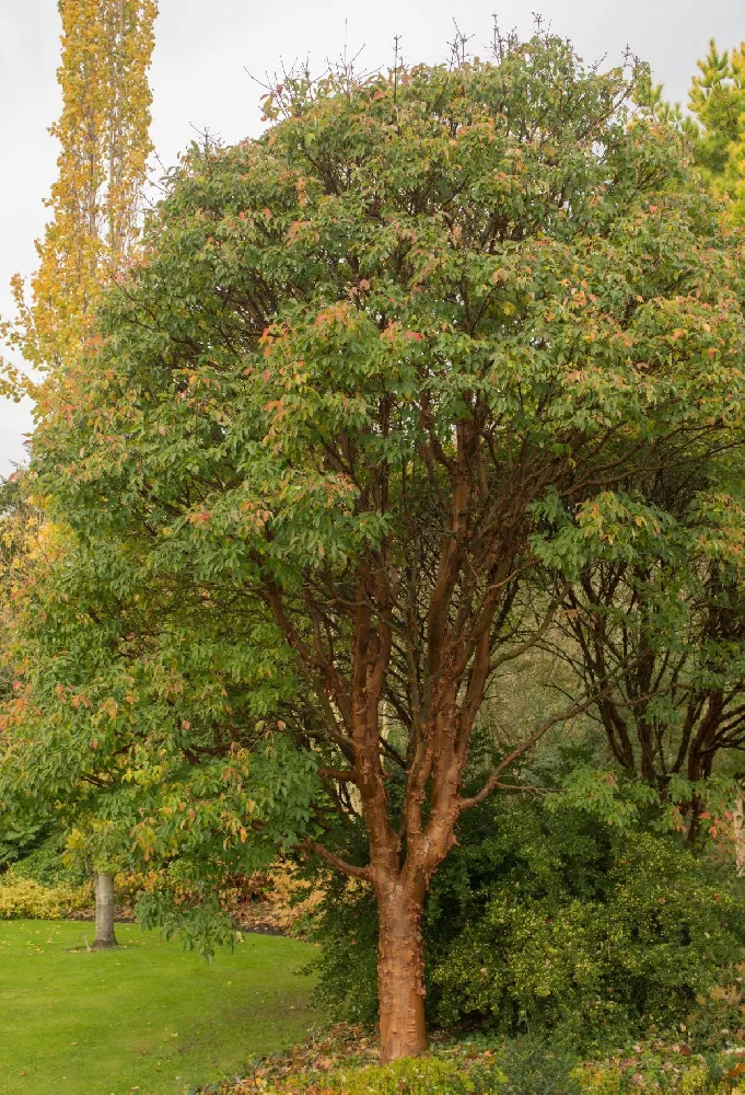 Paperbark Maple