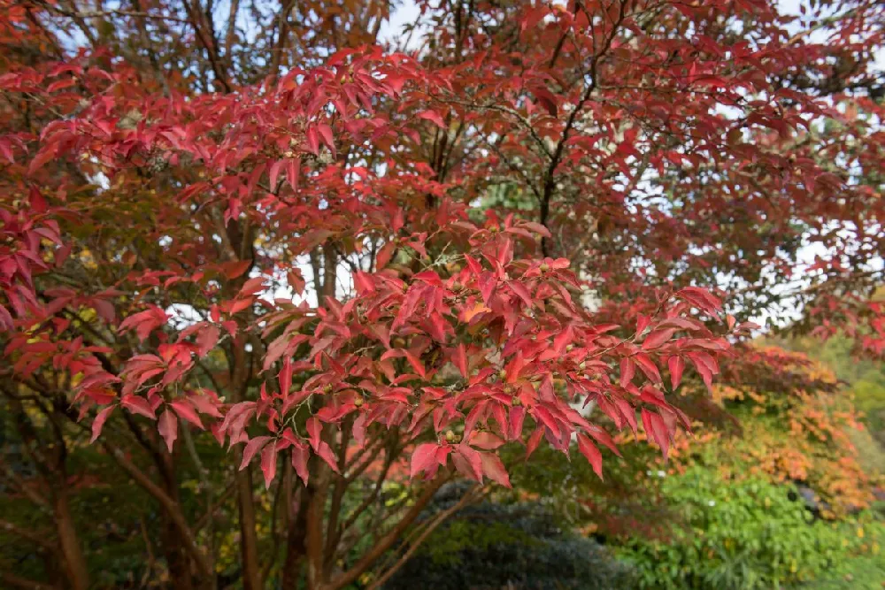 Paperbark Maple