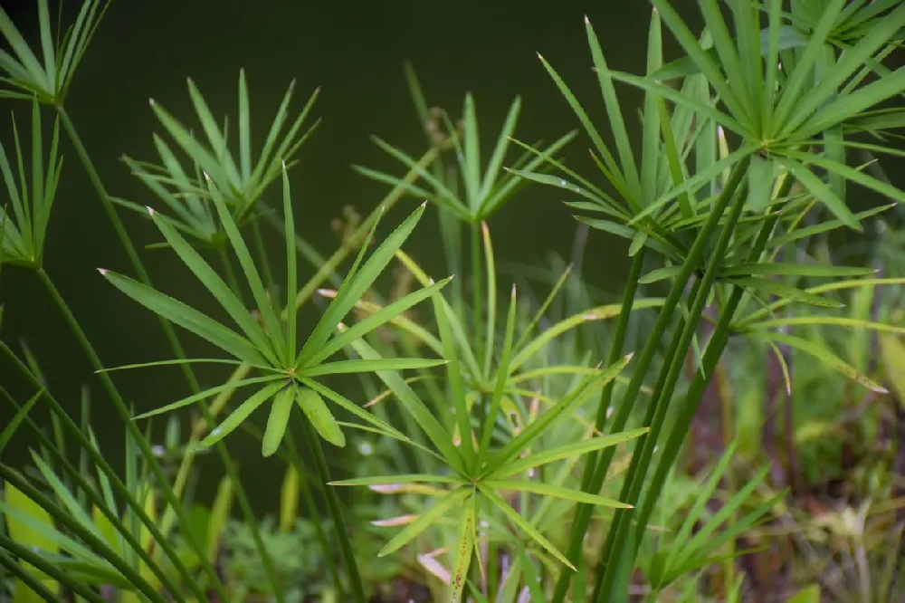 Papyrus Plant