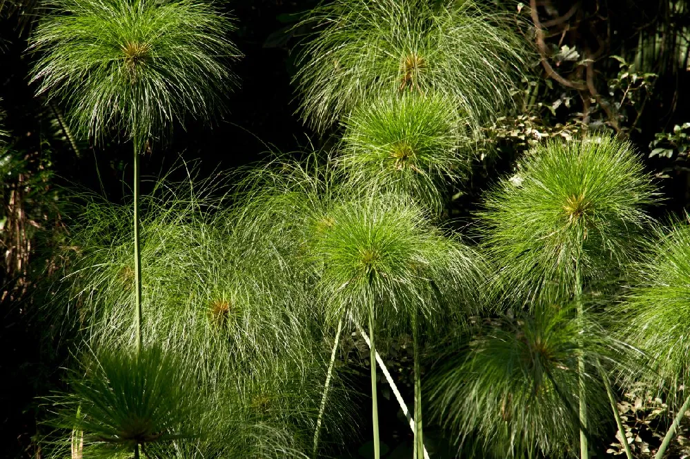 Papyrus Plant