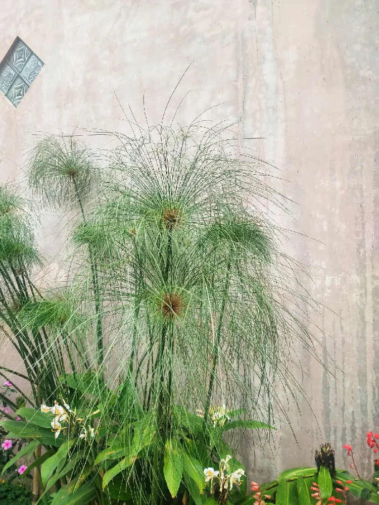 Papyrus Plant