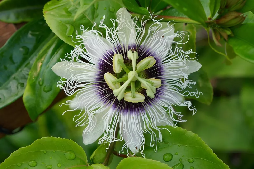 Passion Fruit Vines flower