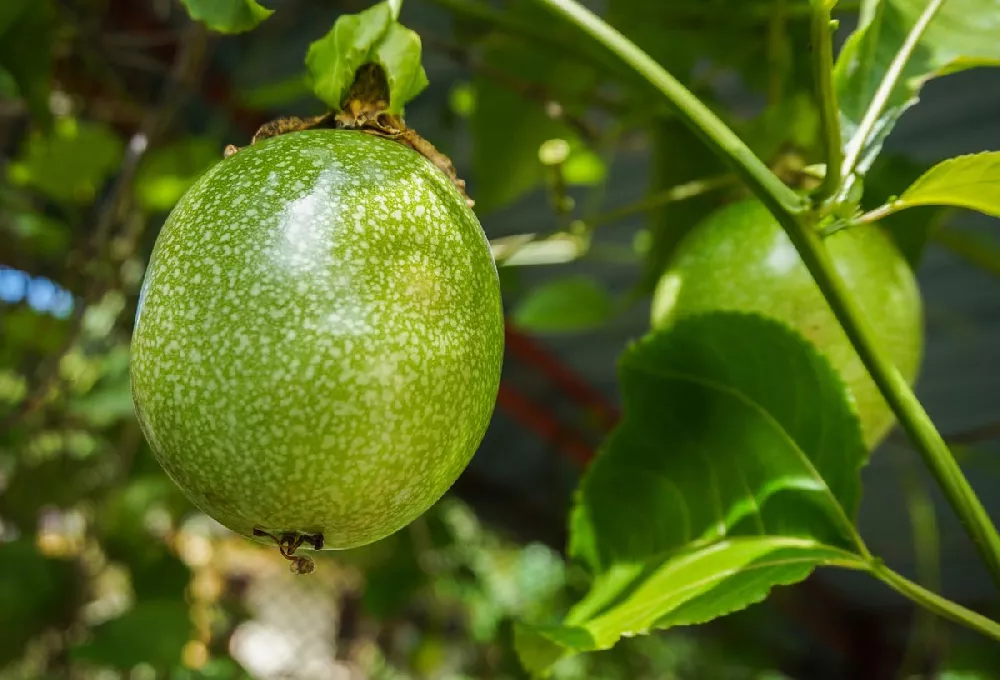 Passion Fruit Vines