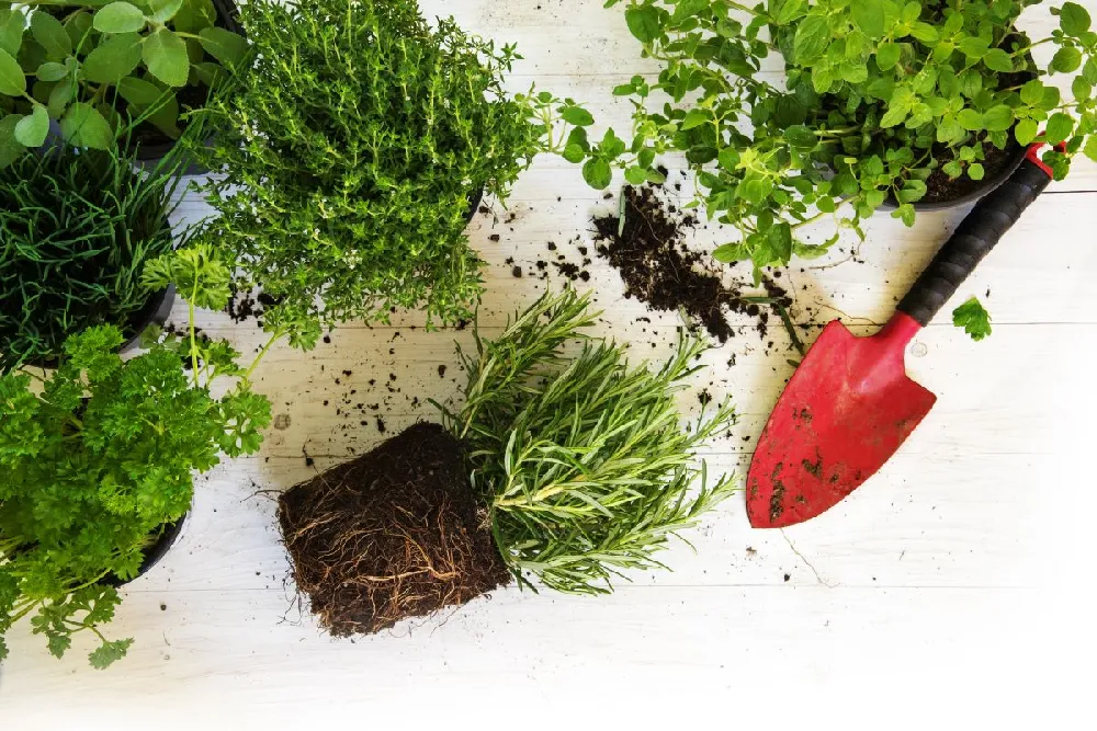 Patio Herb Garden