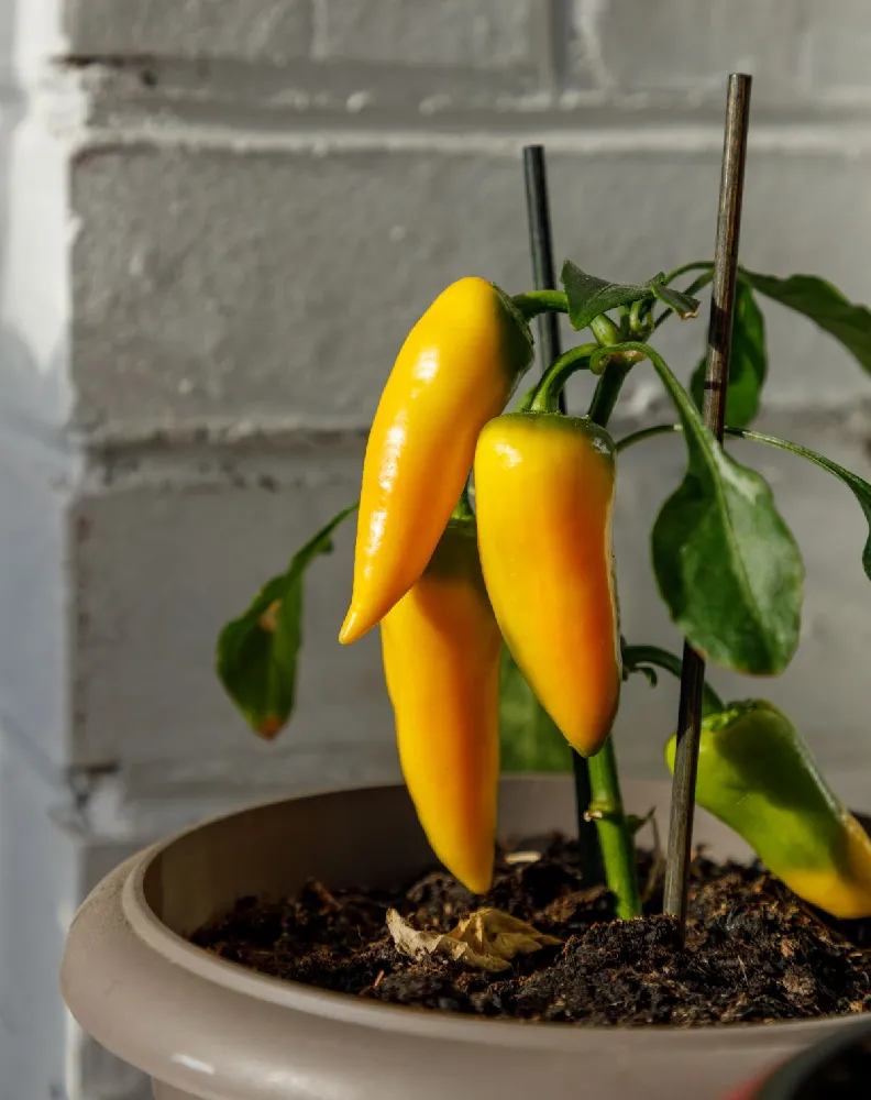 Patio Hot Pepper Garden