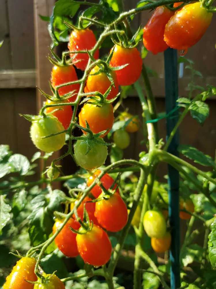 Ruler measuring growth on a newly planted tomato plant in a