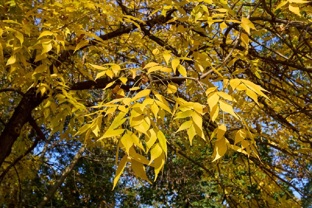 Patmore Green Ash Tree