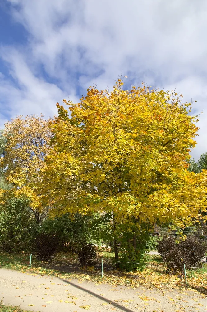 Patmore Green Ash Tree