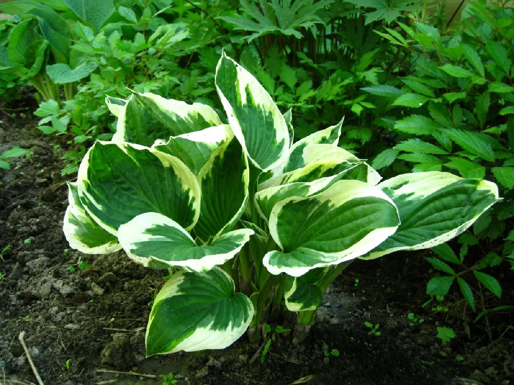 Patriot Hosta Plant