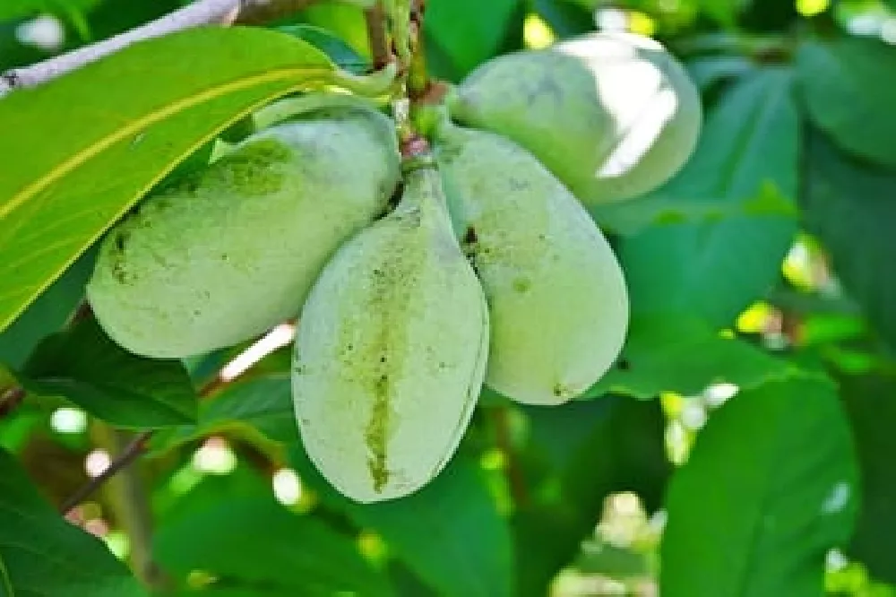 Paw Paw Tree close-up