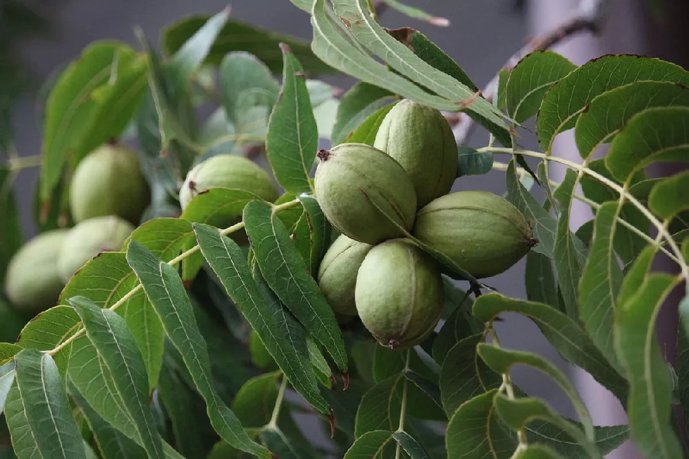 Pawnee Pecan Trees