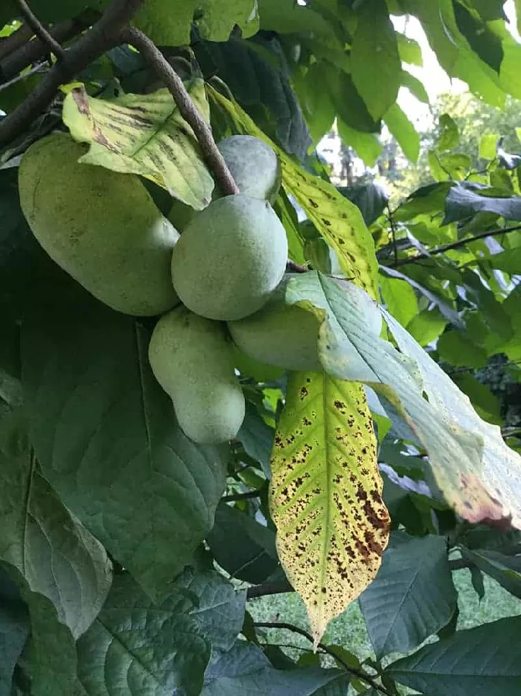 Paw Paw fruit on a branch