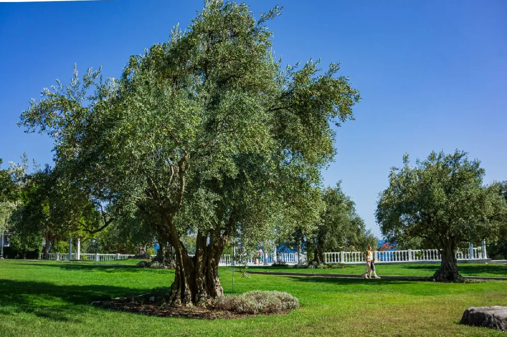 Pendolino Olive Tree