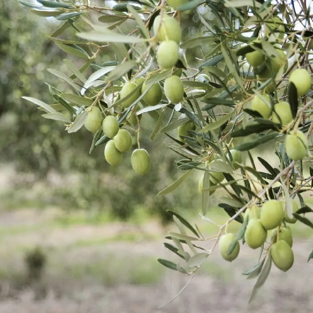 Pendolino Olive Tree