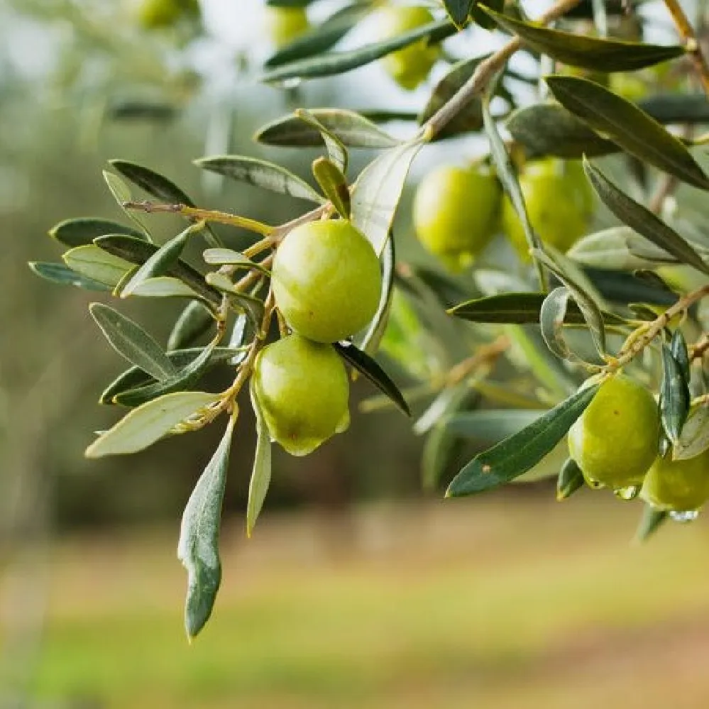 Pendolino Olive Tree