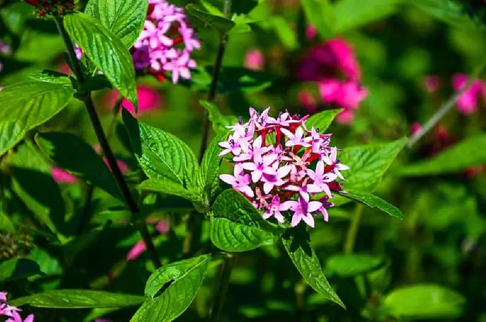 Pentas Plant flowers