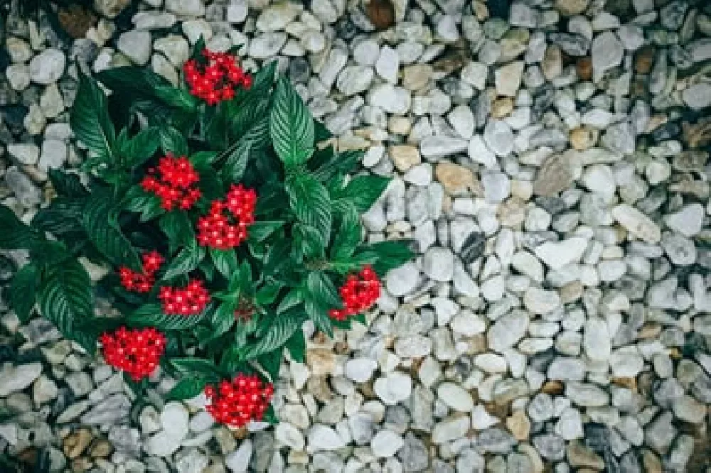 Red Pentas Plant