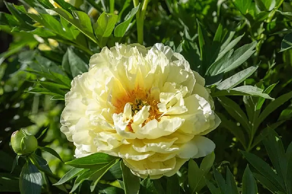 White Peonies