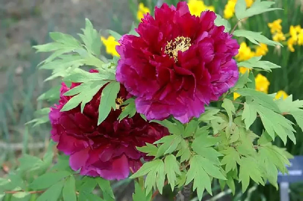 Peonies flowers