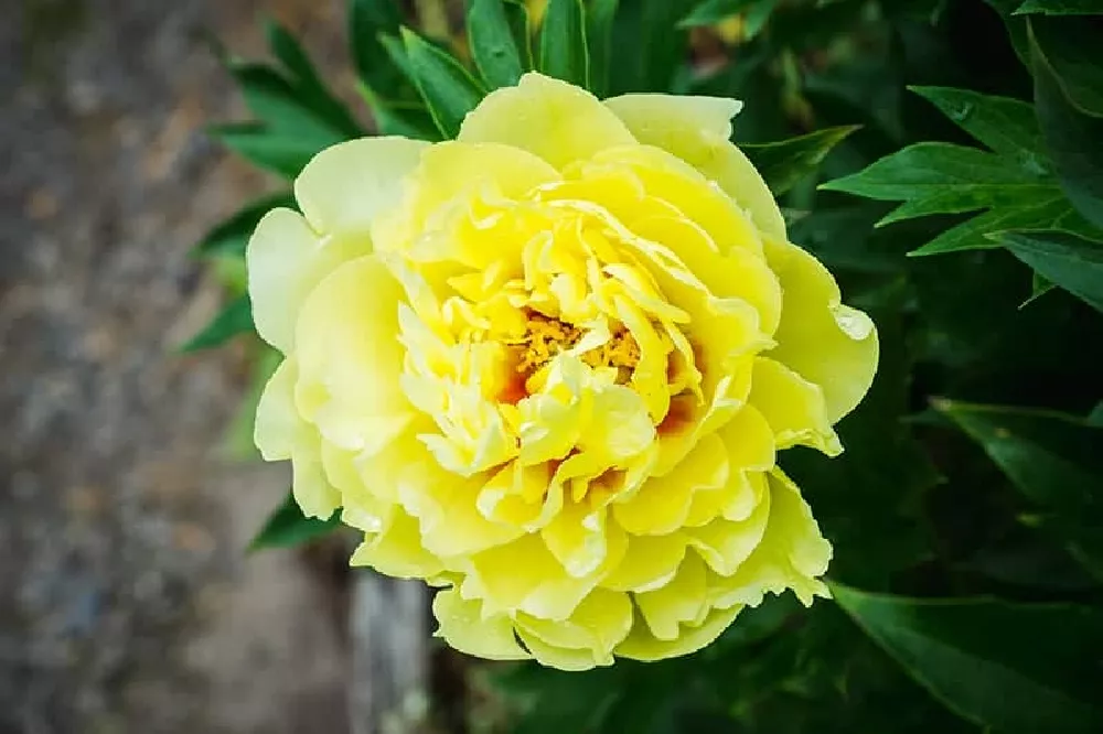 Yellow Peonies