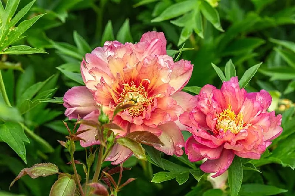 Peonies Rose