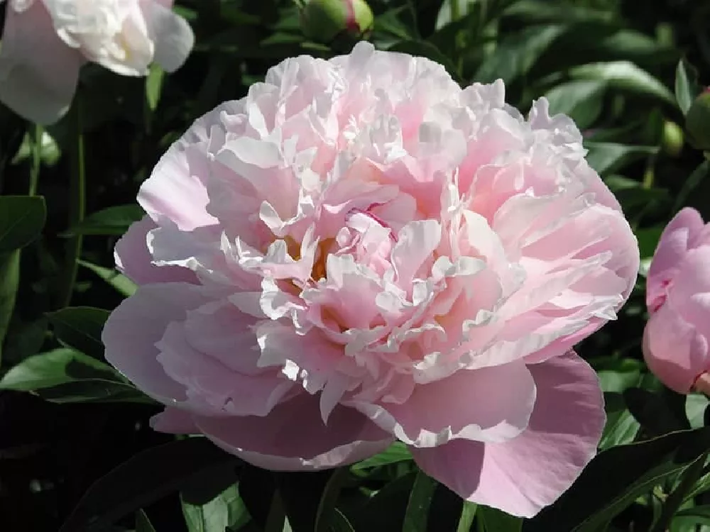 Light Peonies