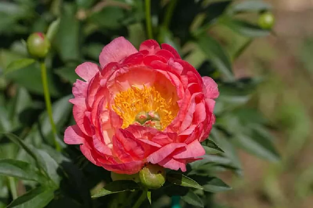 Pink Peonies flowers