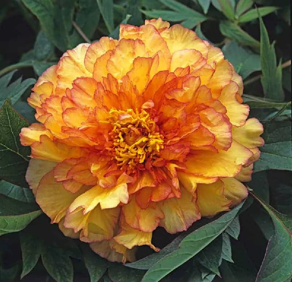 Orange Peonies