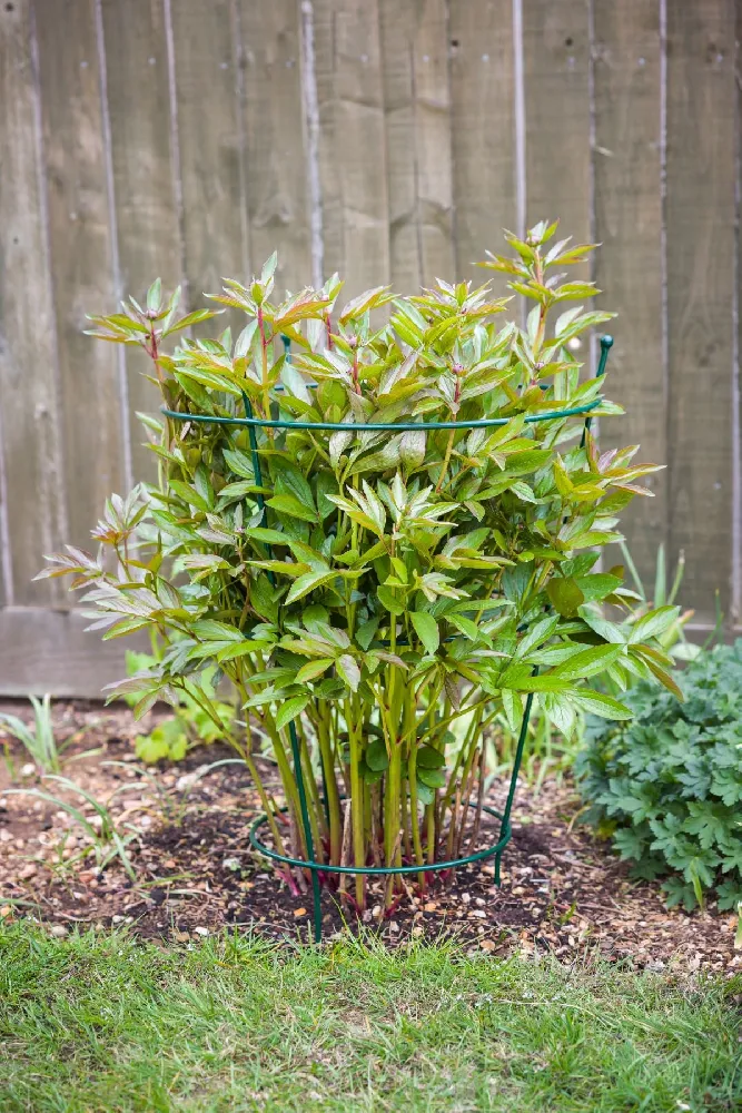 Peony Cage 