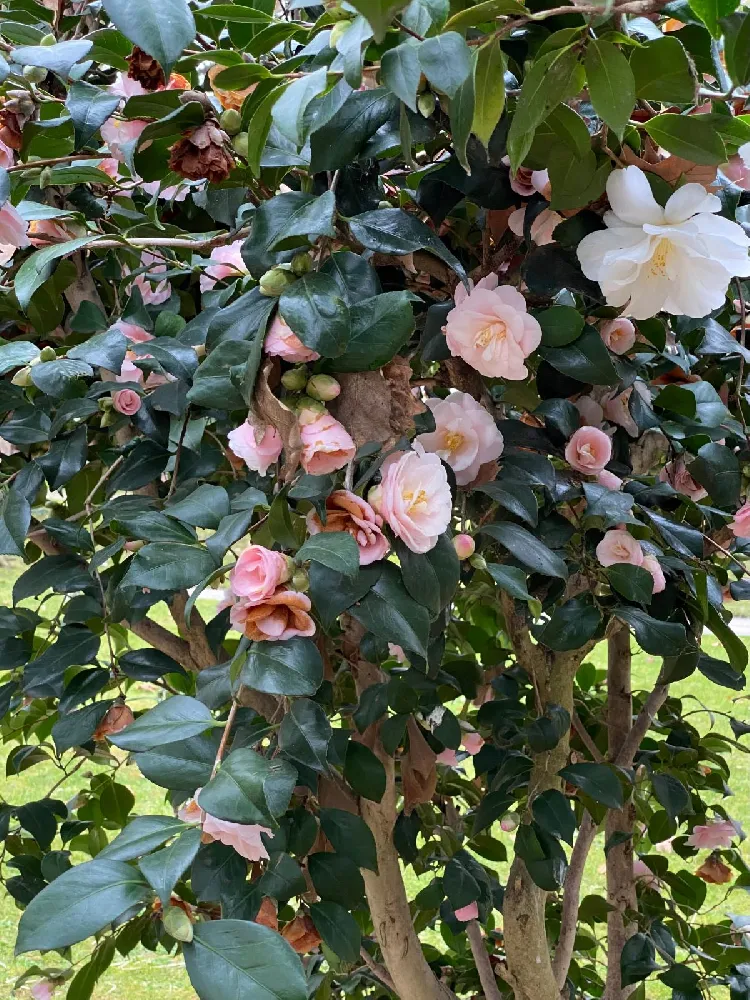 Perfume Breeze™ Rose Tree