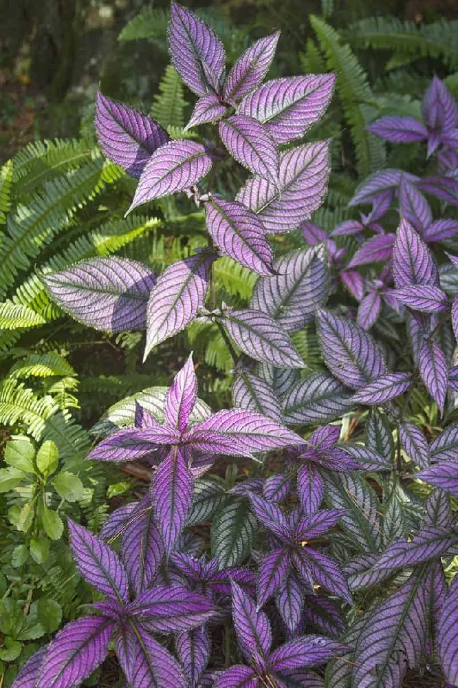 Persian Shield leaves