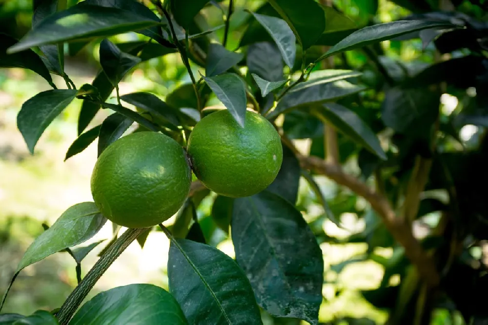 Persian 'Bearss' Lime Bush