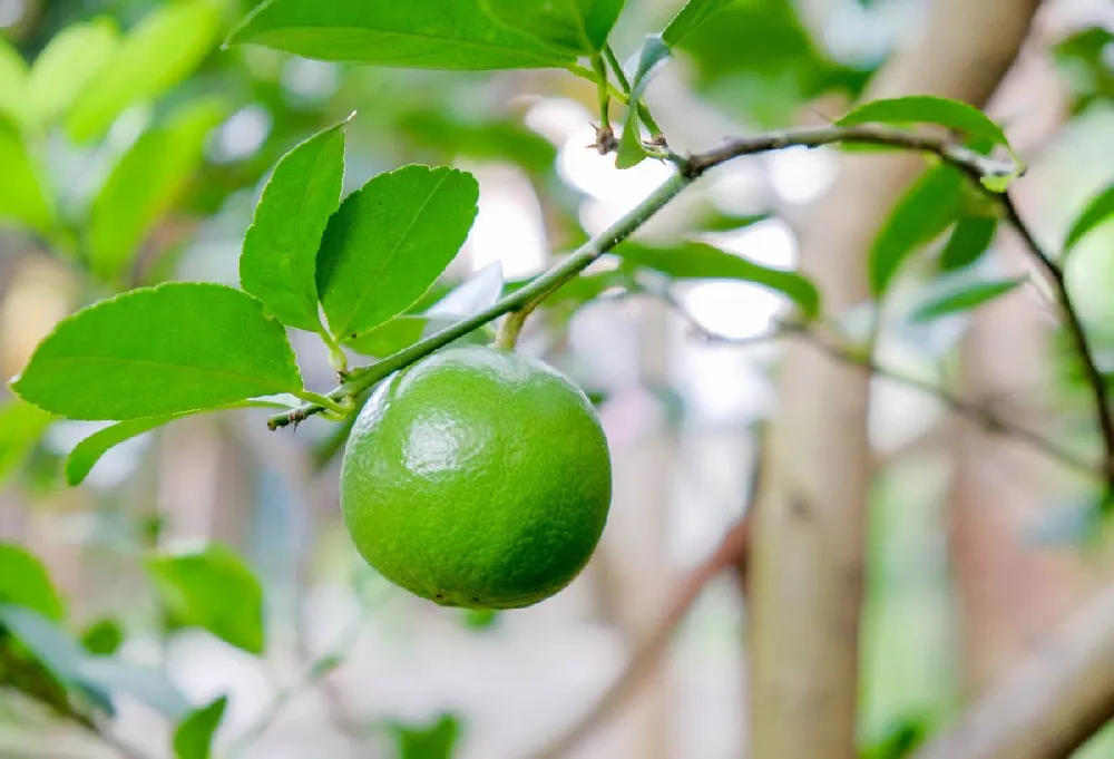 Persian 'Bearss' Lime Bush