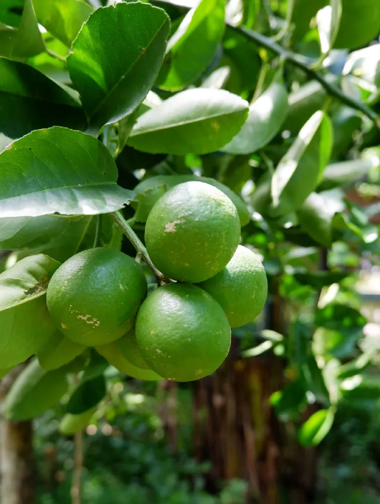 Persian 'Bearss' Lime Tree