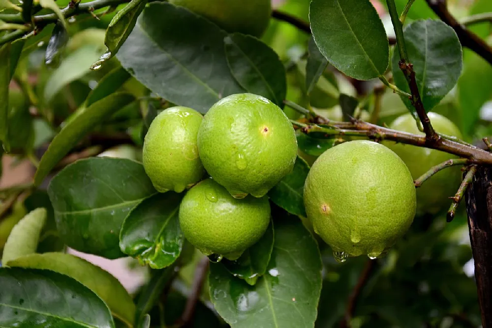 Persian 'Bearss' Lime Tree