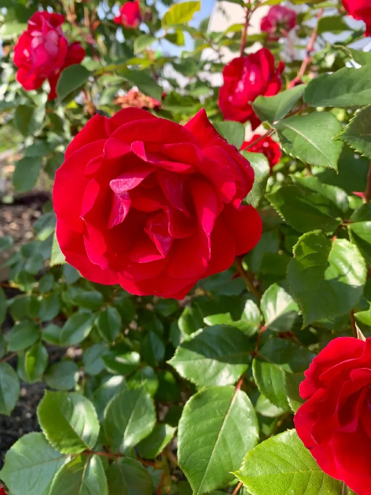 Petite Knock Out® Rose