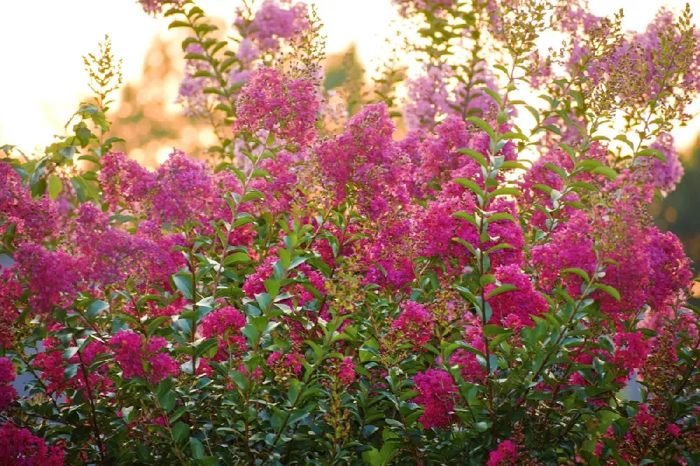 Petite Red Imp™ Crape Myrtle Tree 2