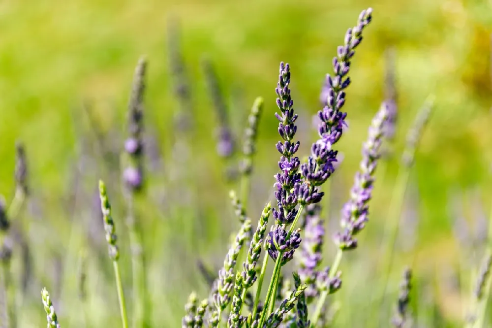 Phenomenal™ Lavender Plant 