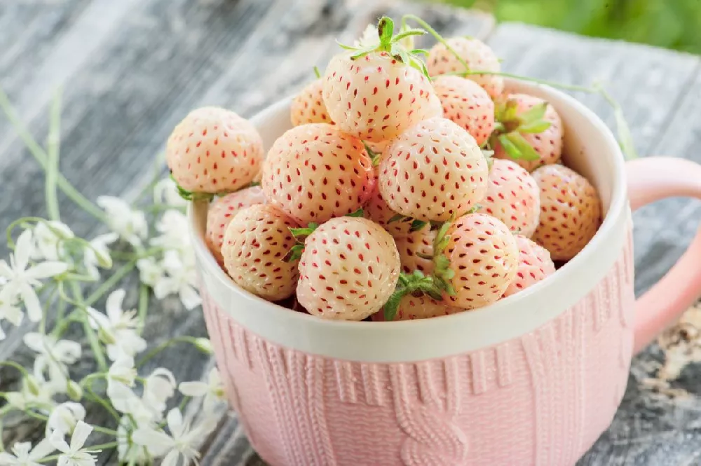 Wonderful™ Pineberry