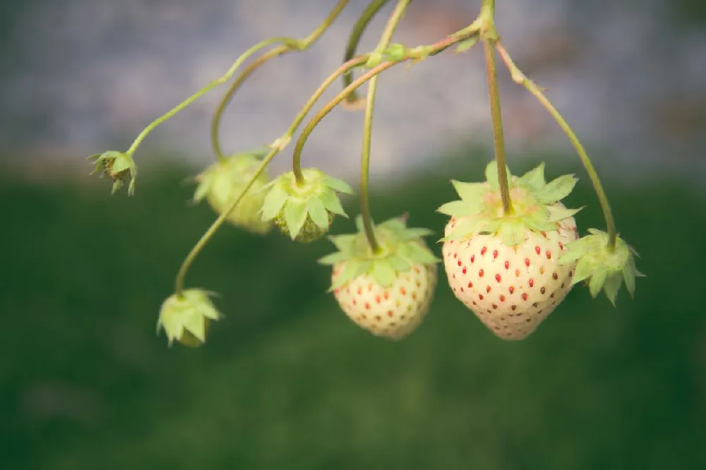 Wonderful™ Pineberry