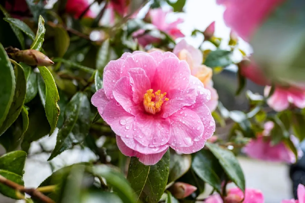 Pink-A-Boo® Camellia Shrub
