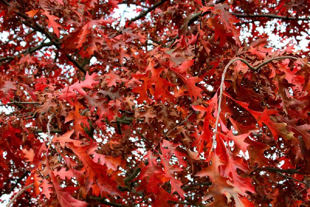 Shumard Oak Tree 1