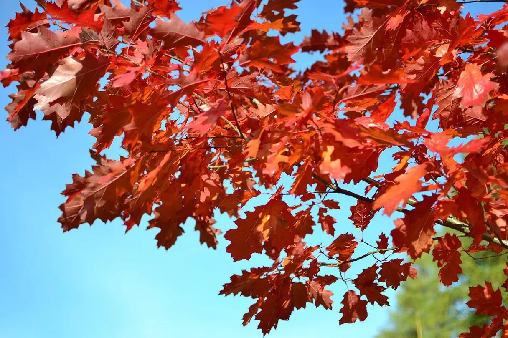 Shumard Oak Tree 2