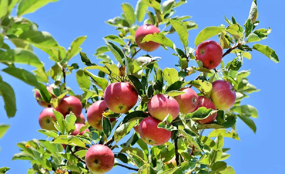 What Are Pink Lady Apples: Learn About Pink Lady Apple Growing